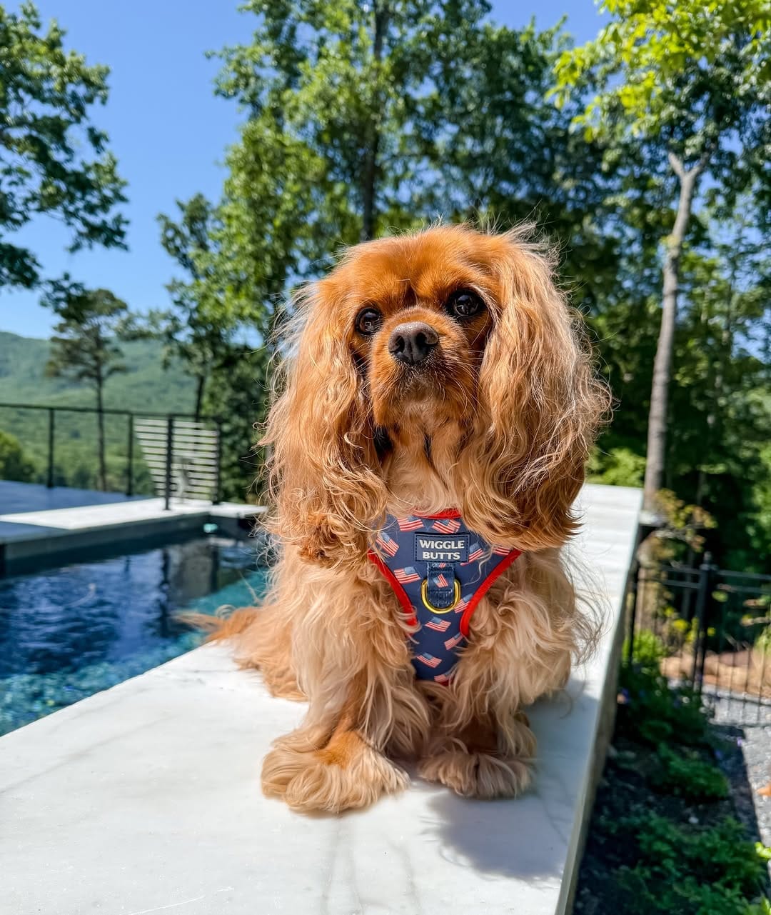 Post 2 by Maggie🐶 on Instagram (carousel)