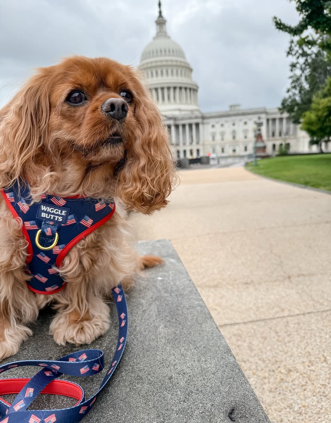 Post 3 by Maggie🐶 on Instagram (image)