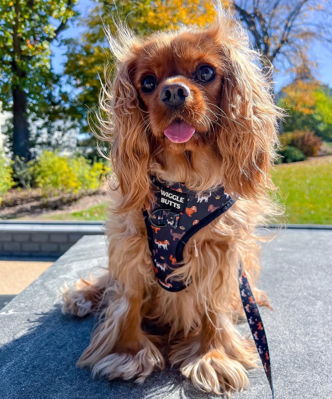 Post 10 by Maggie🐶 on Instagram (image)