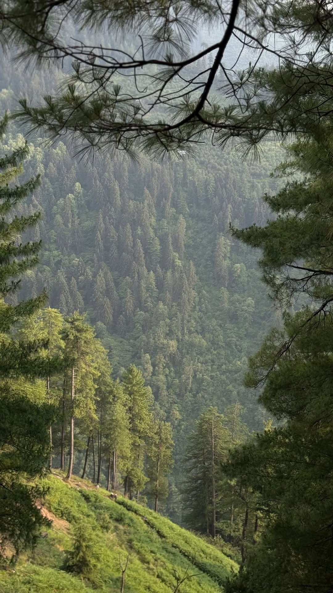 Post 2 by Gunjan Chari on Instagram (video)