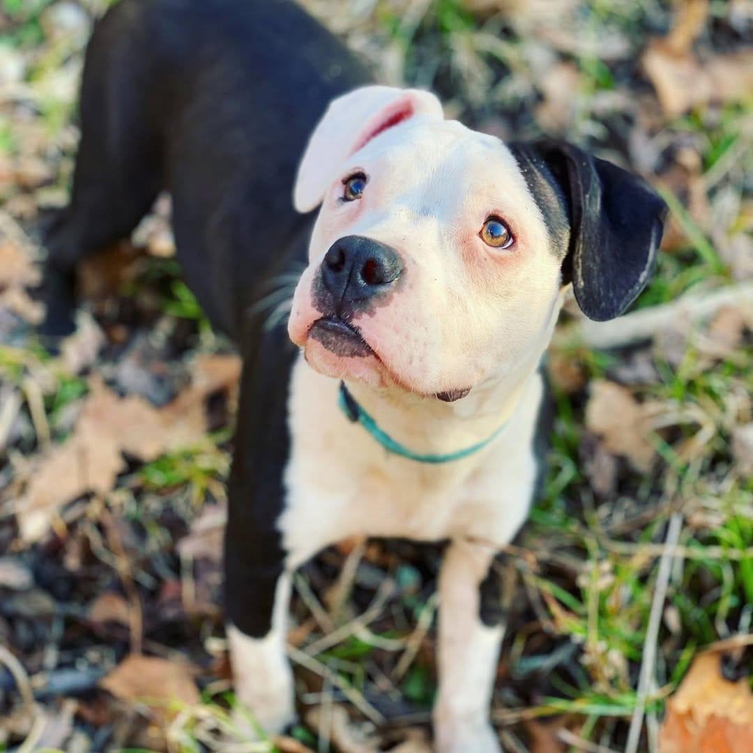 Post 7 by Sky, Diamond, and Tiny on Instagram (image)
