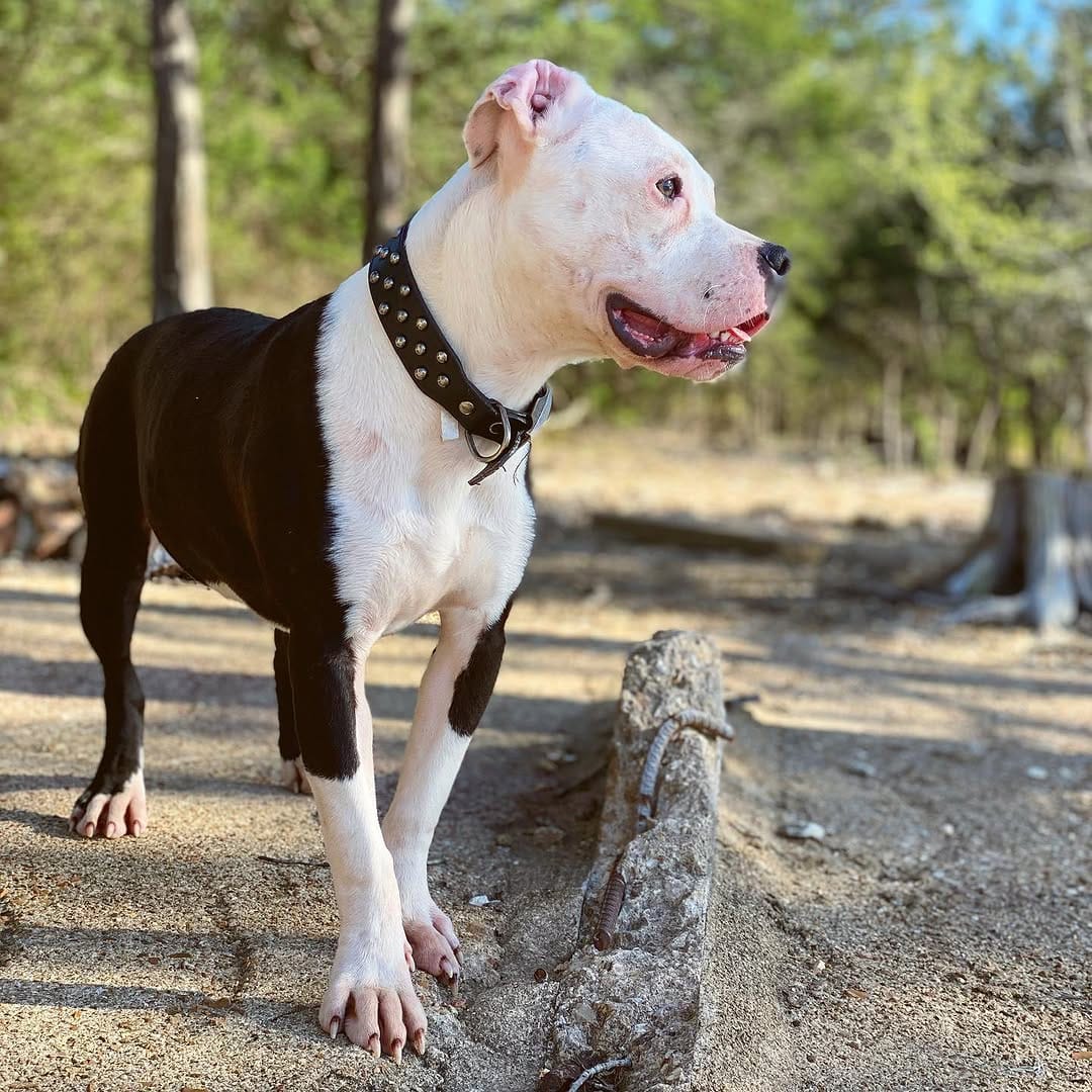 Post 2 by Sky, Diamond, and Tiny on Instagram (carousel)