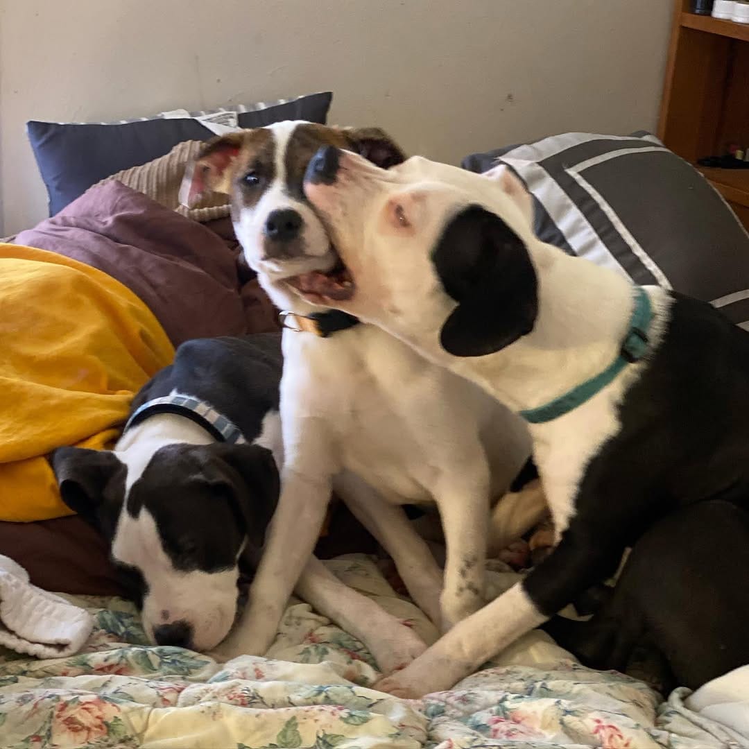 Post 10 by Sky, Diamond, and Tiny on Instagram (image)