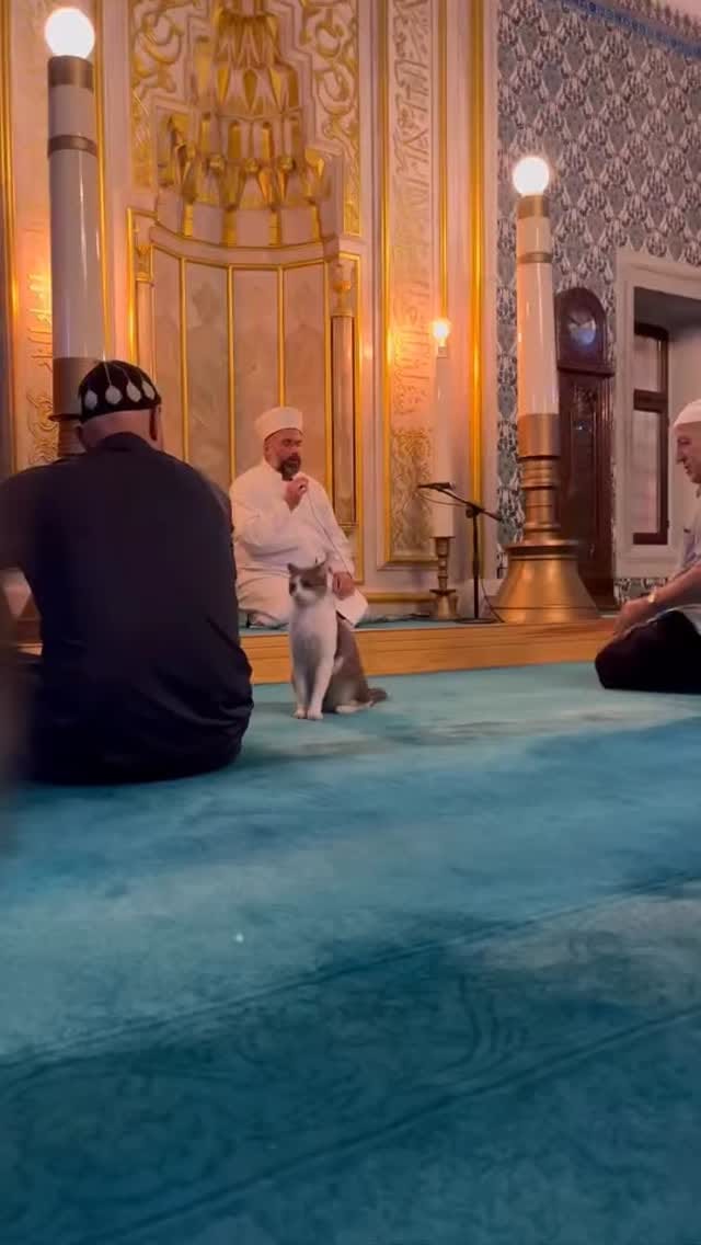 Post 10 by Istanbul Cats on Instagram (video)