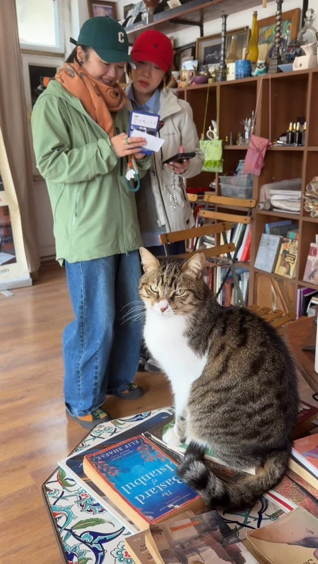 Post 1 by Istanbul Cats on Instagram (video)