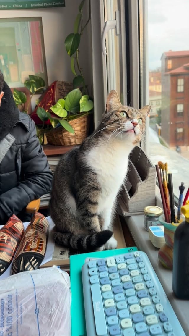 Post 5 by Istanbul Cats on Instagram (video)