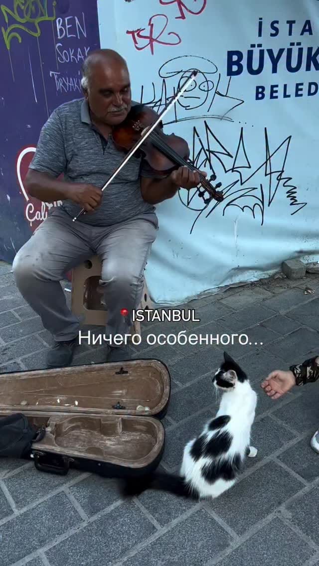 Post 6 by Istanbul Cats on Instagram (video)
