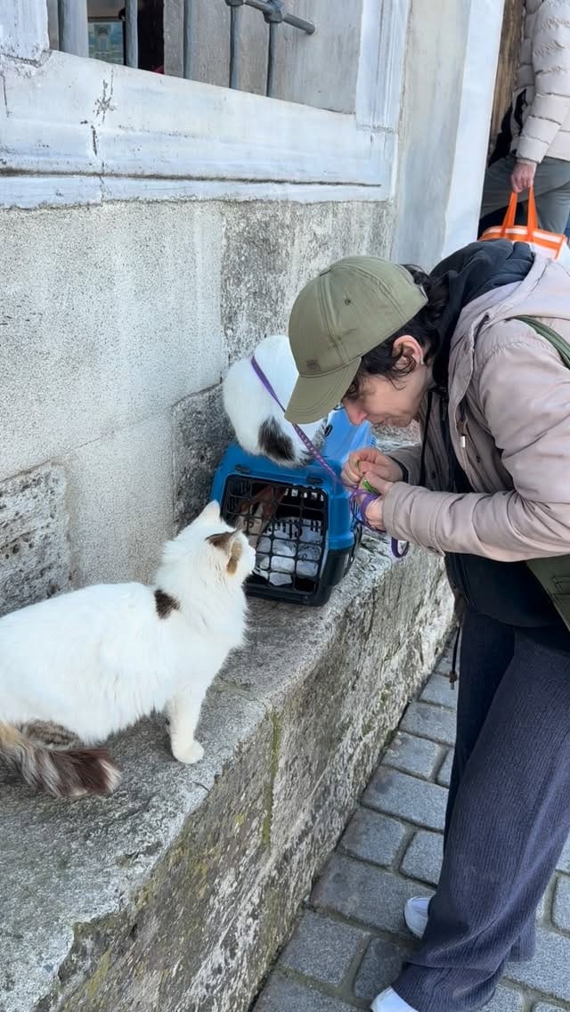 Post 2 by Istanbul Cats on Instagram (video)