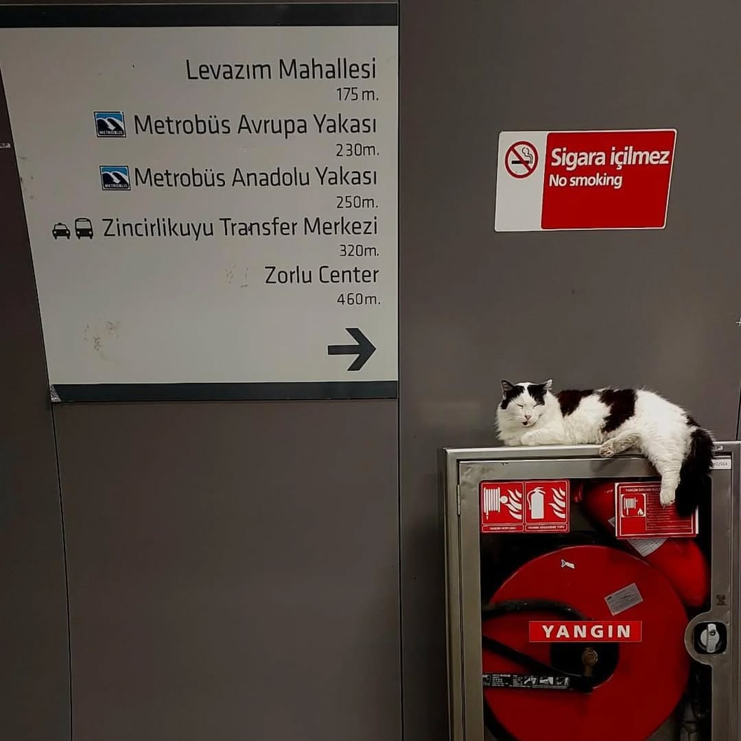 Post 9 by Istanbul Cats on Instagram (image)
