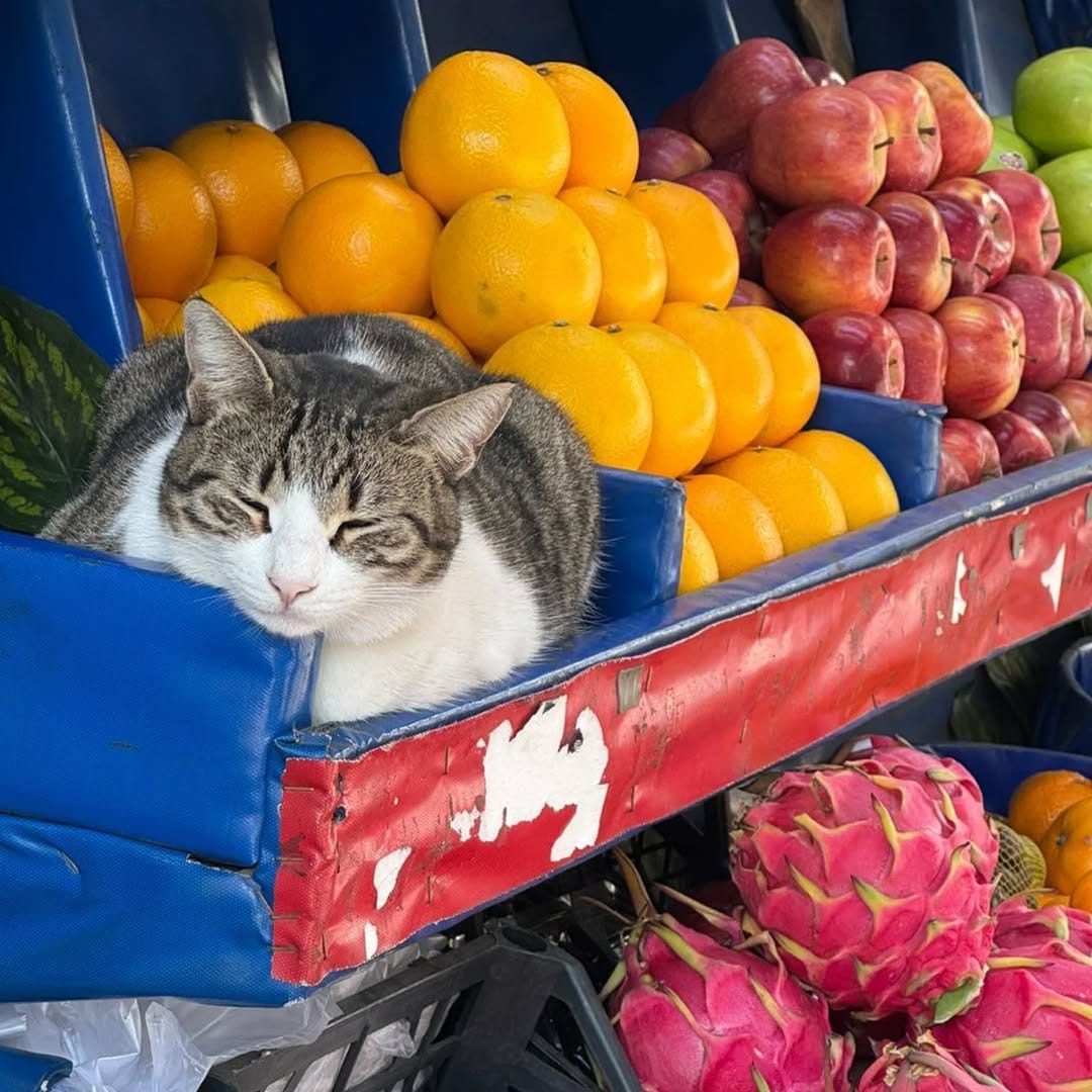 Post 8 by Istanbul Cats on Instagram (image)