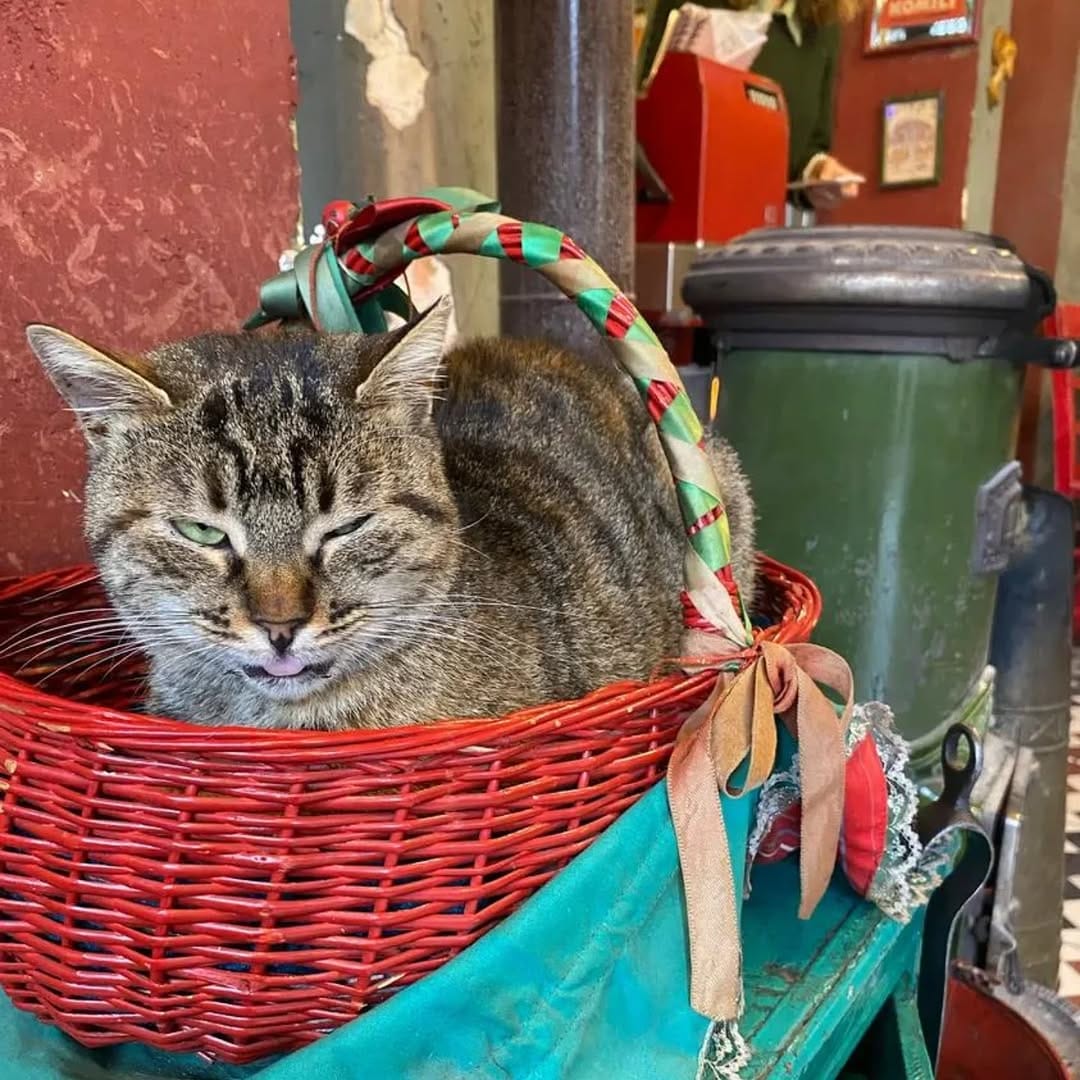 Post 3 by Istanbul Cats on Instagram (image)