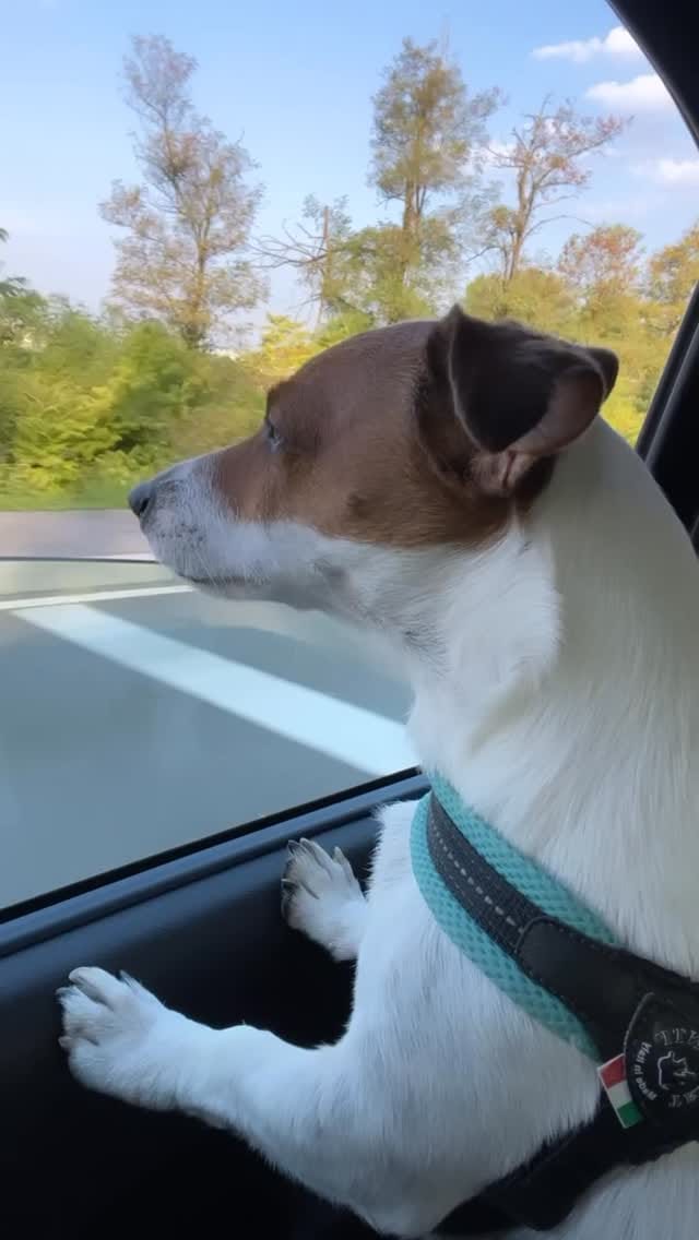 Post 5 by 𝗔𝗖𝗛𝗜𝗟𝗟𝗘 👑 on Instagram (video)