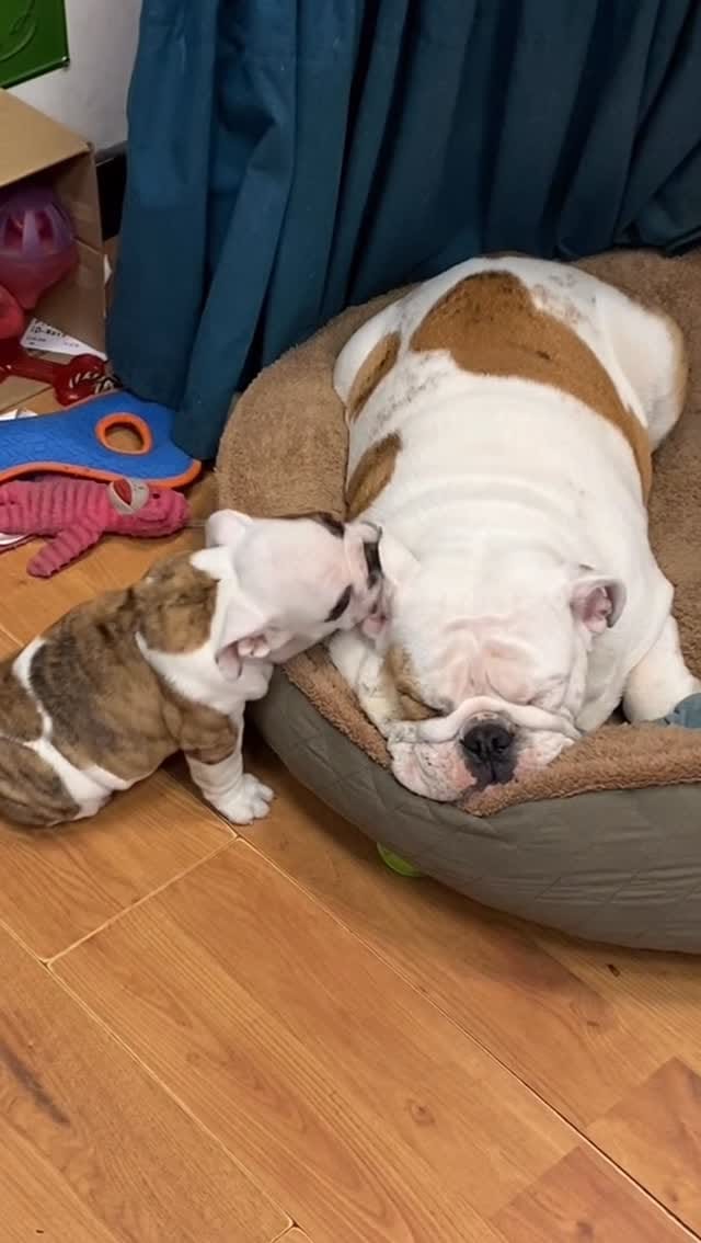 Post 8 by Romeo & Juliet on Instagram (video)