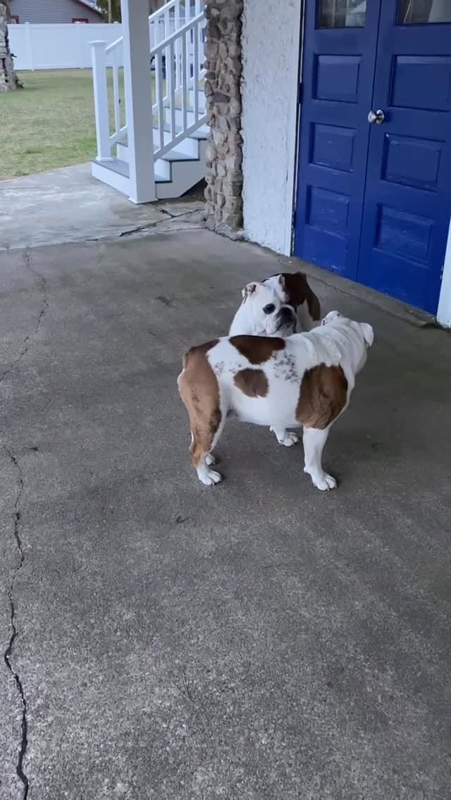 Post 5 by Romeo & Juliet on Instagram (video)