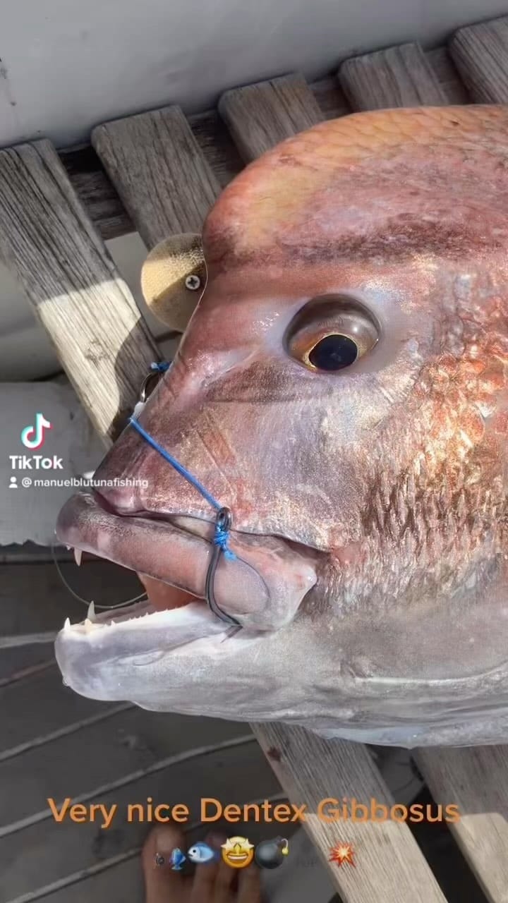Post 10 by Manuel BluTuna on Instagram (video)