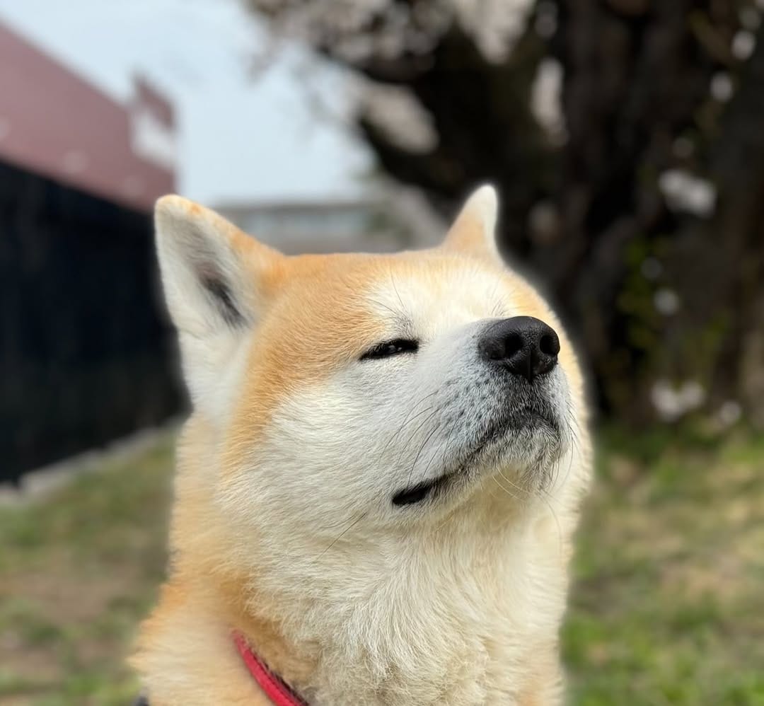 Post 8 by HACHIFULL / ハチふる on Instagram (image)