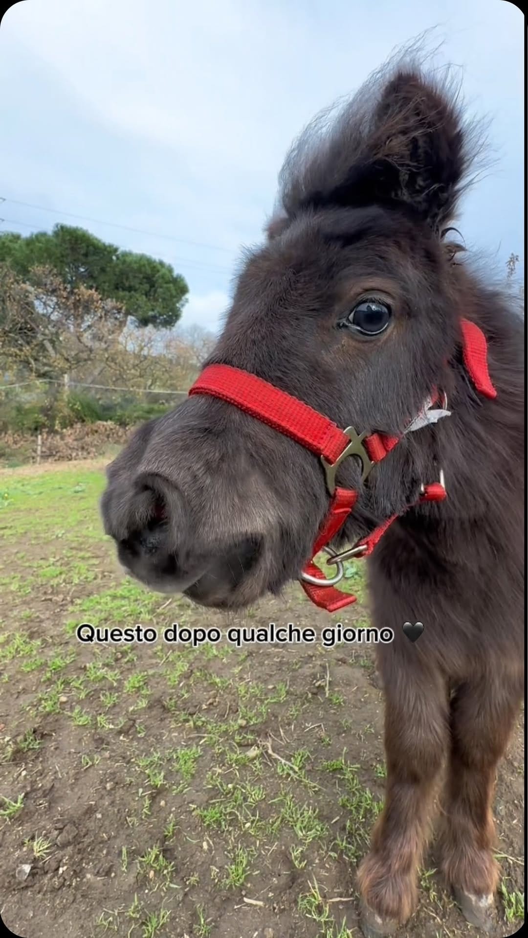 Post 10 by Gabriele Diamanti on Instagram (video)