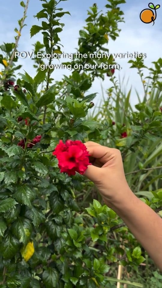 Post 7 by Naturley - Organic on Instagram (video)