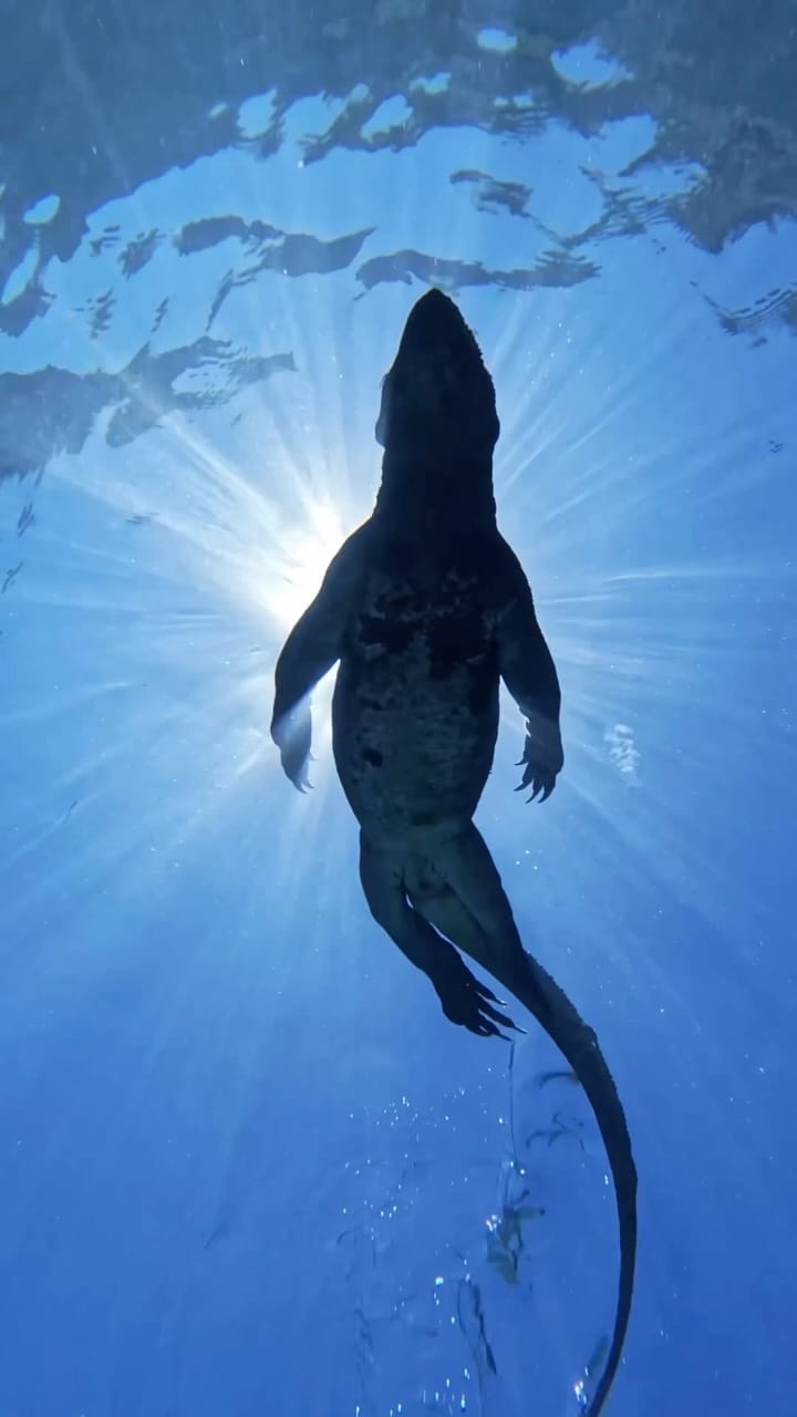 Post 4 by Ivan Florence on Instagram (video)
