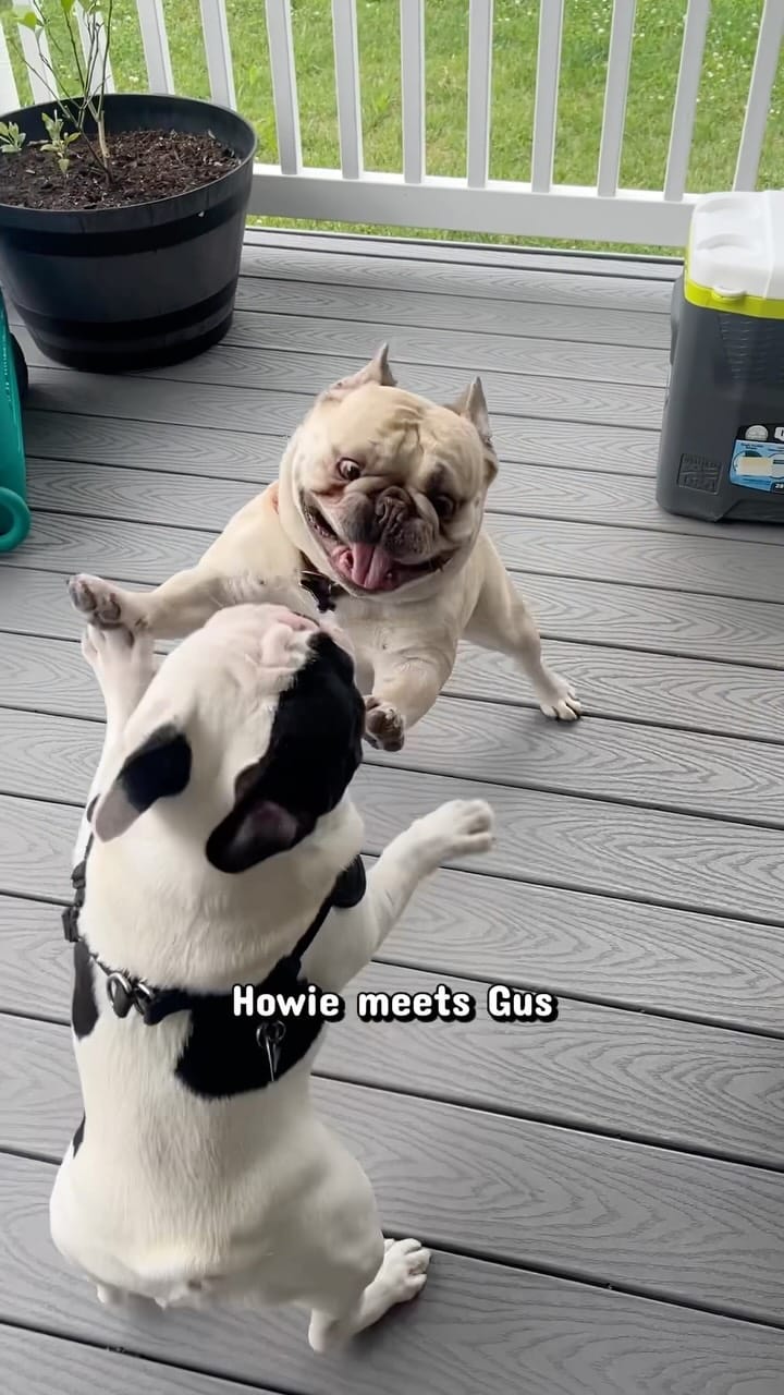 Post 6 by Romeo & Howie on Instagram (video)