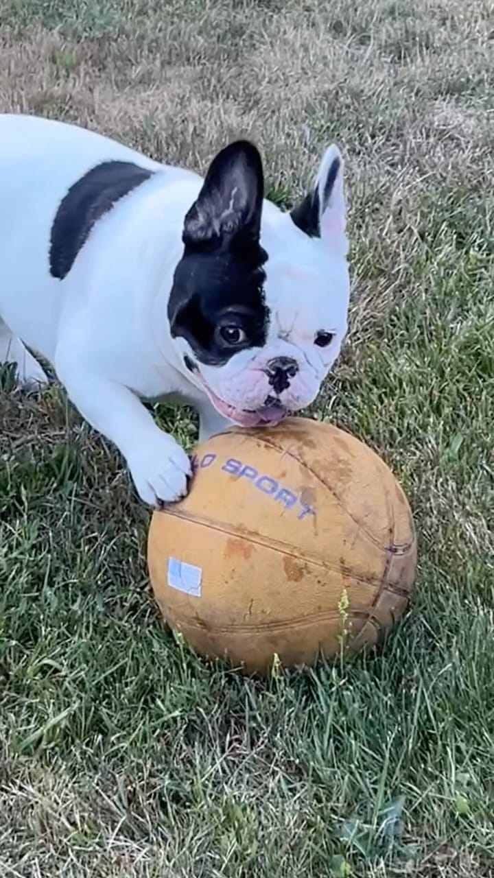 Post 4 by Romeo & Howie on Instagram (video)