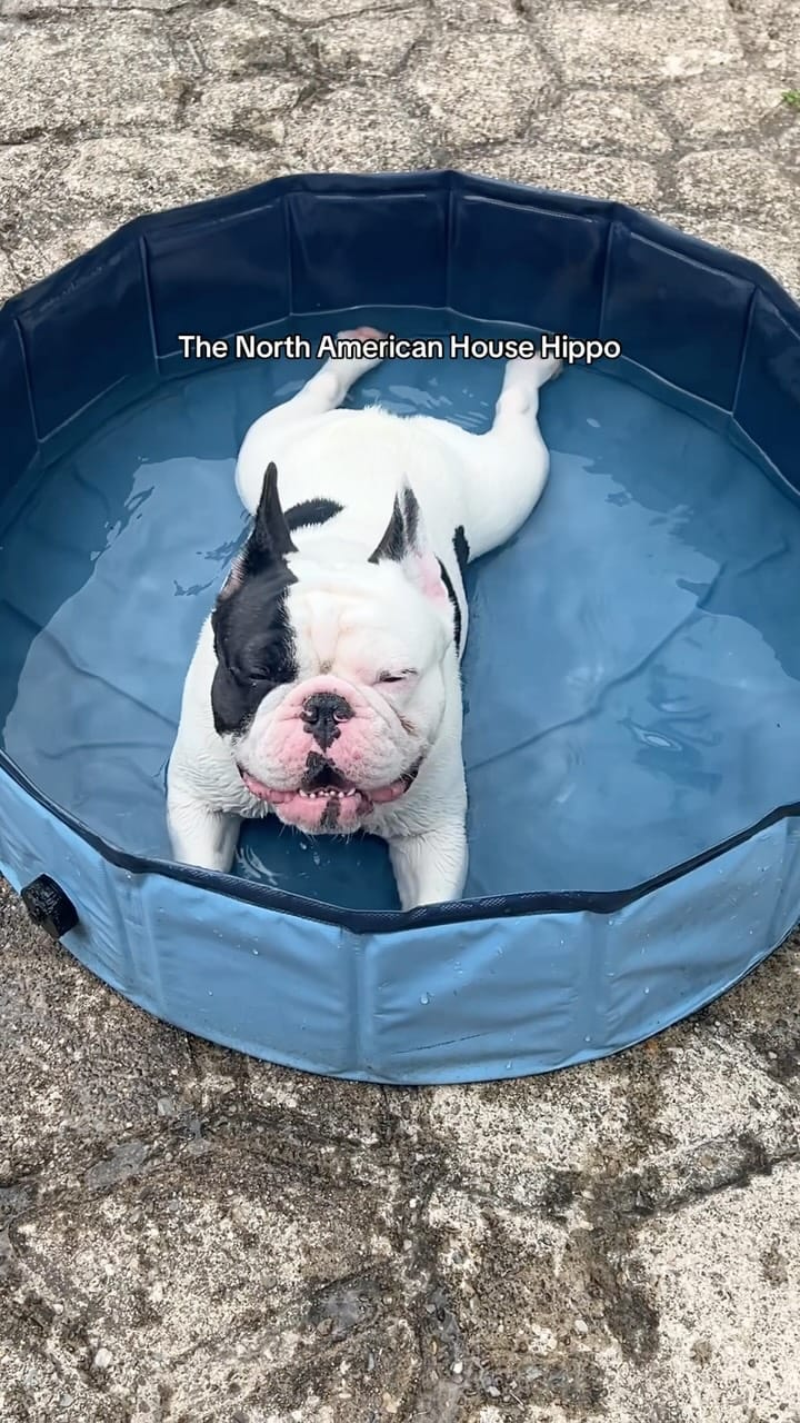 Post 9 by Romeo & Howie on Instagram (video)