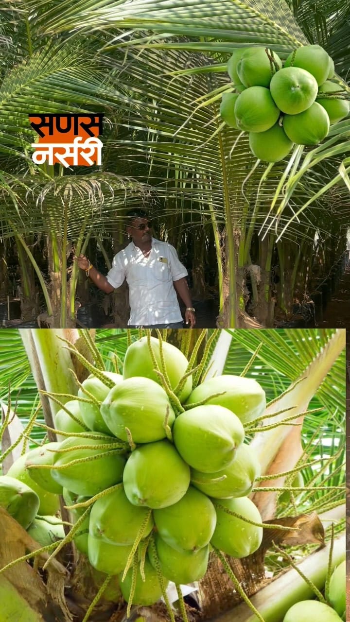 Post 9 by Sanas Wholesale Nursery  (Uruli-Pune ) on Instagram (video)