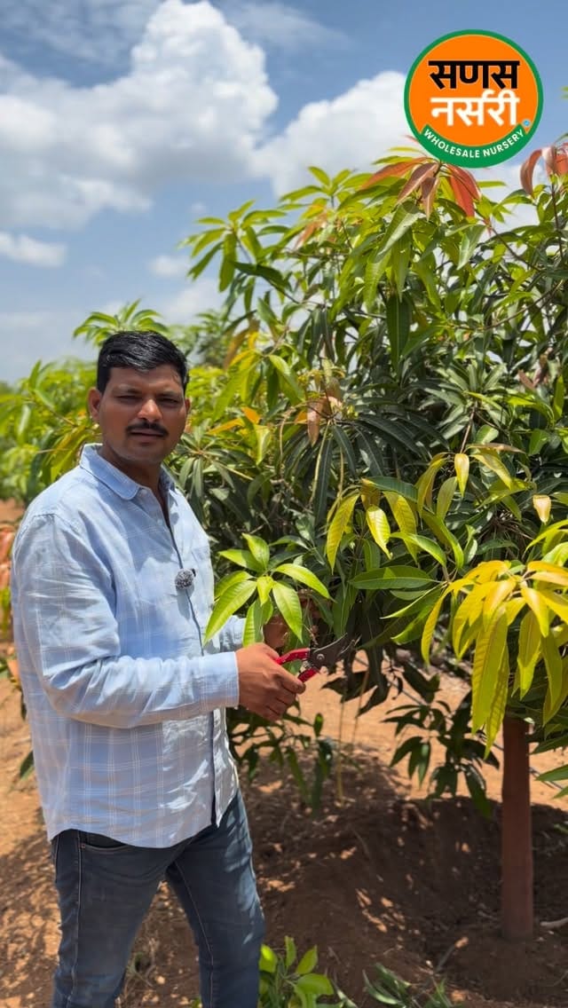 Post 4 by Sanas Wholesale Nursery  (Uruli-Pune ) on Instagram (video)