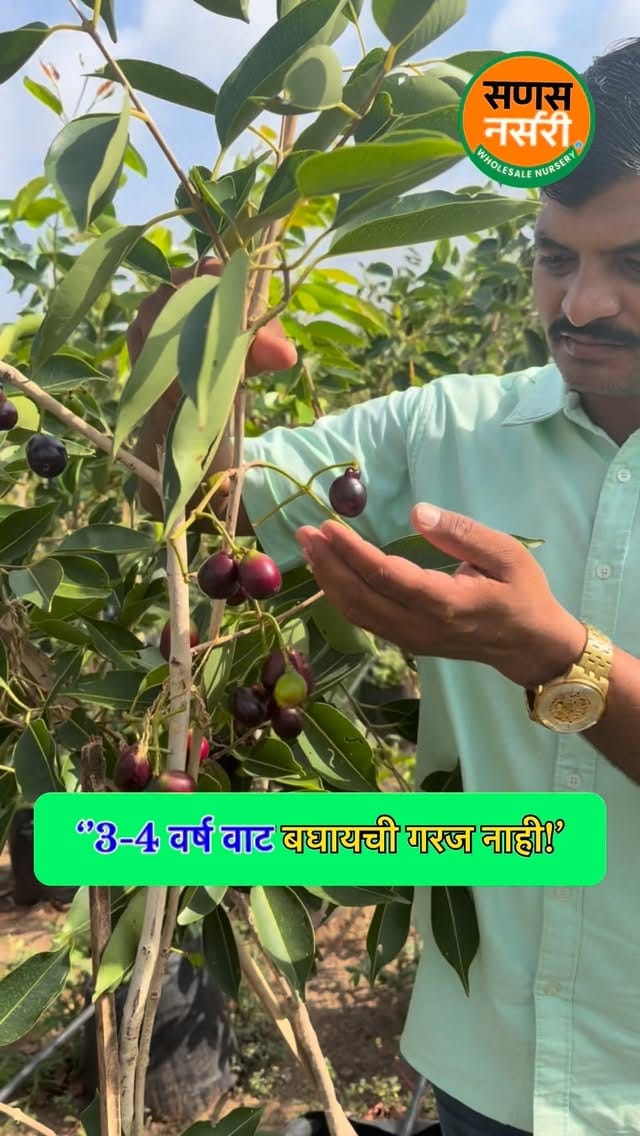 Post 3 by Sanas Wholesale Nursery  (Uruli-Pune ) on Instagram (video)
