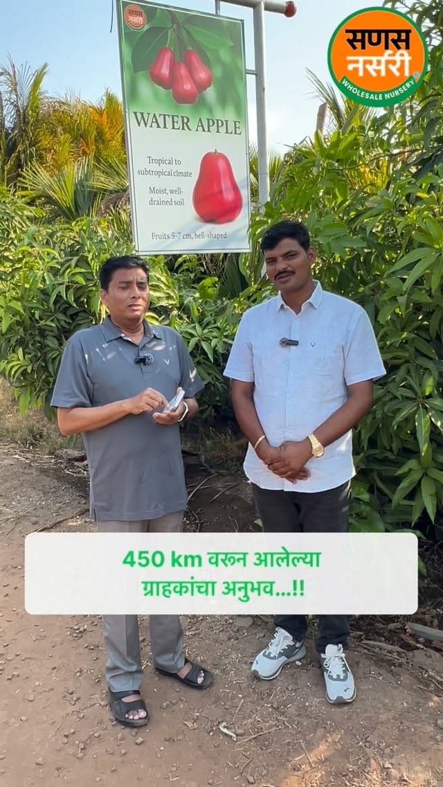 Post 7 by Sanas Wholesale Nursery  (Uruli-Pune ) on Instagram (video)
