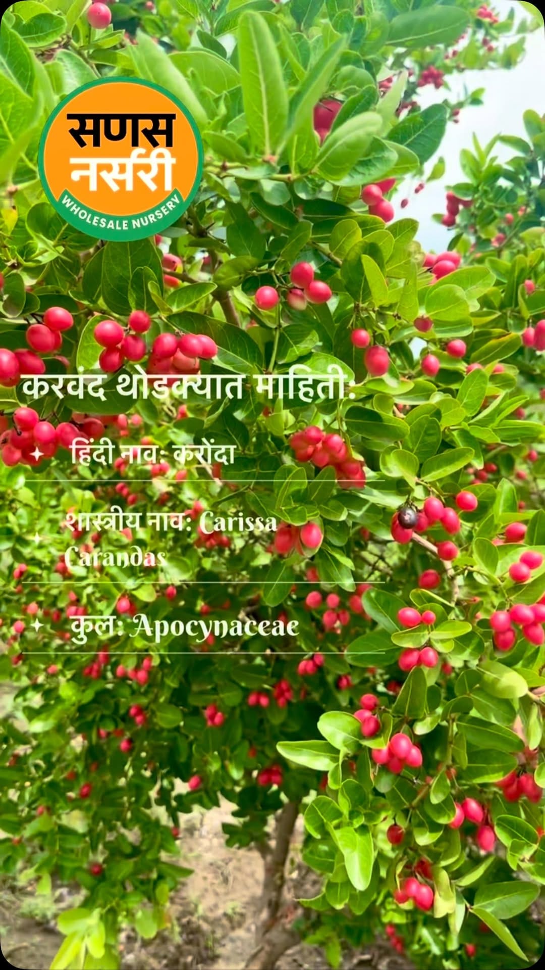 Post 1 by Sanas Wholesale Nursery  (Uruli-Pune ) on Instagram (video)