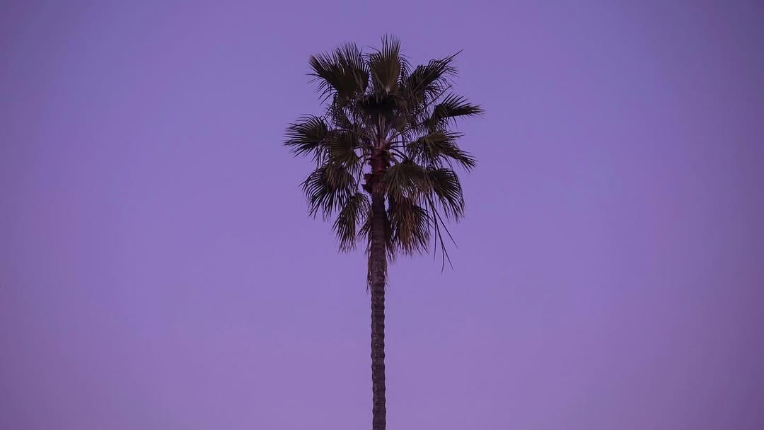 Post 4 by Lonely Trees on Instagram (image)