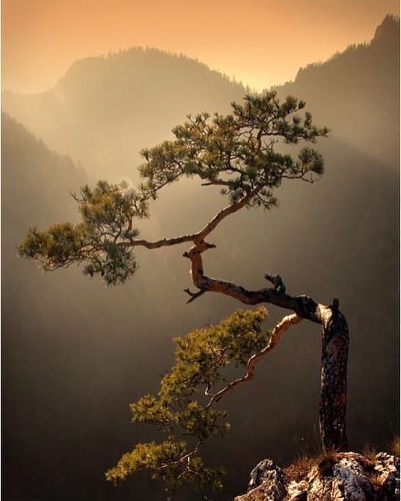 Post 8 by Lonely Trees on Instagram (image)