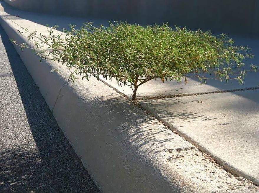 Post 2 by Lonely Trees on Instagram (image)
