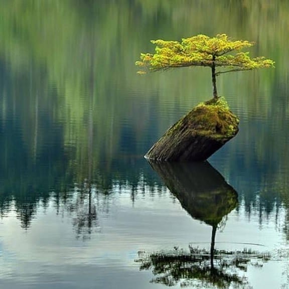 Post 1 by Lonely Trees on Instagram (image)
