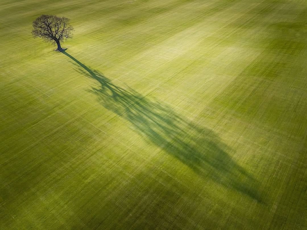Post 6 by Lonely Trees on Instagram (image)
