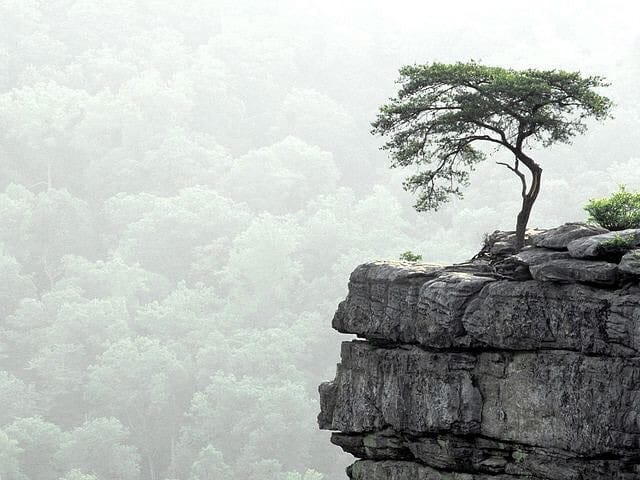 Post 10 by Lonely Trees on Instagram (image)