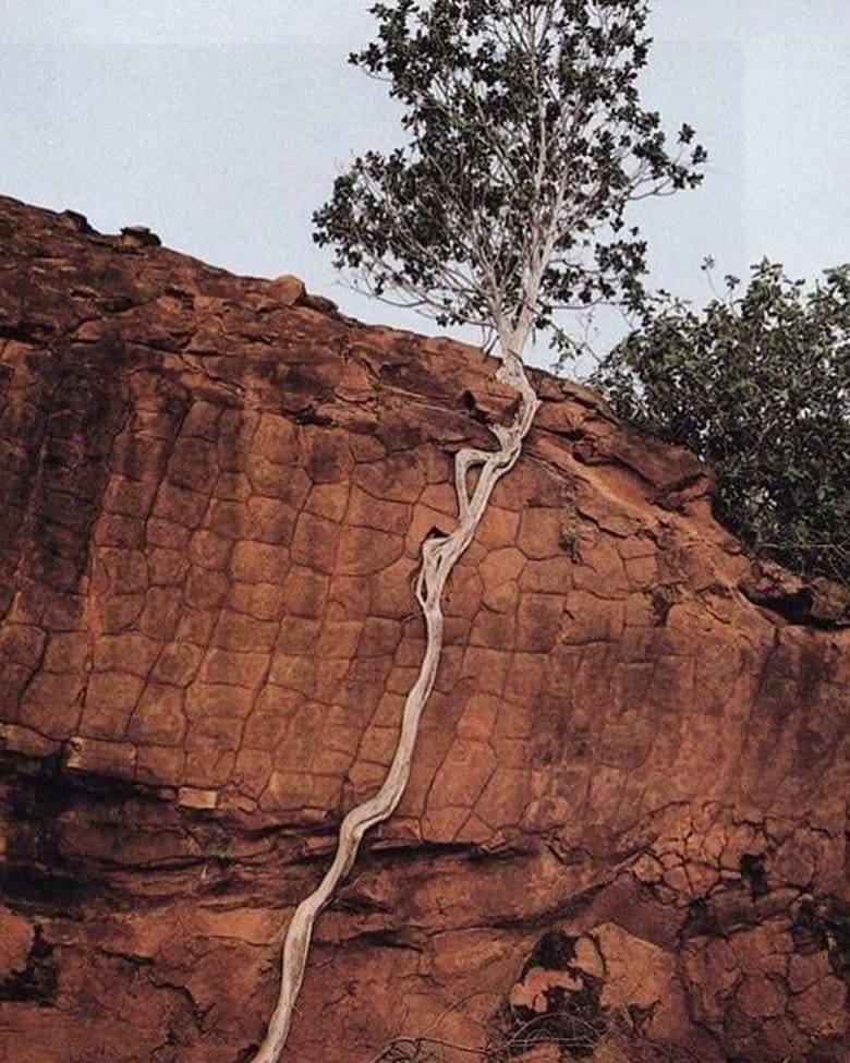 Post 3 by Lonely Trees on Instagram (image)