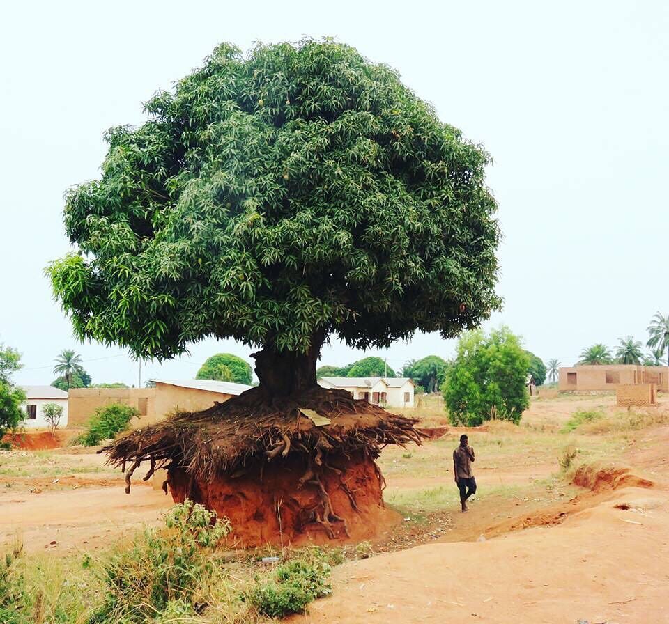 Post 9 by Lonely Trees on Instagram (image)