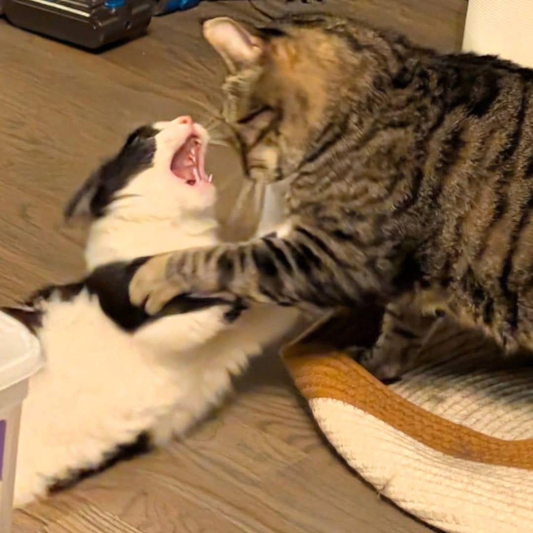 Post 1 by Momo and The Floof Mafia on Instagram (image)