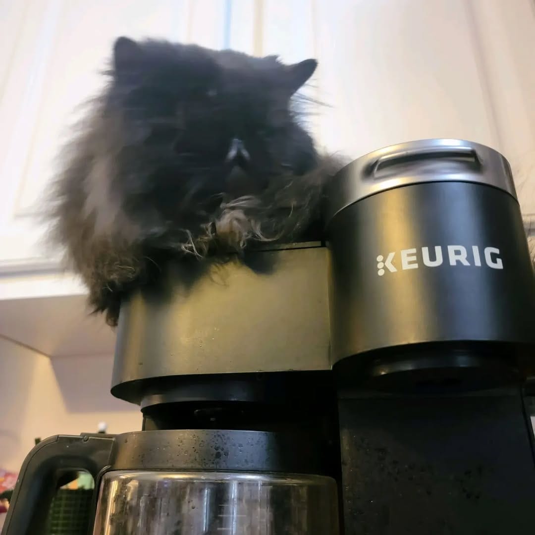 Post 8 by Momo and The Floof Mafia on Instagram (carousel)