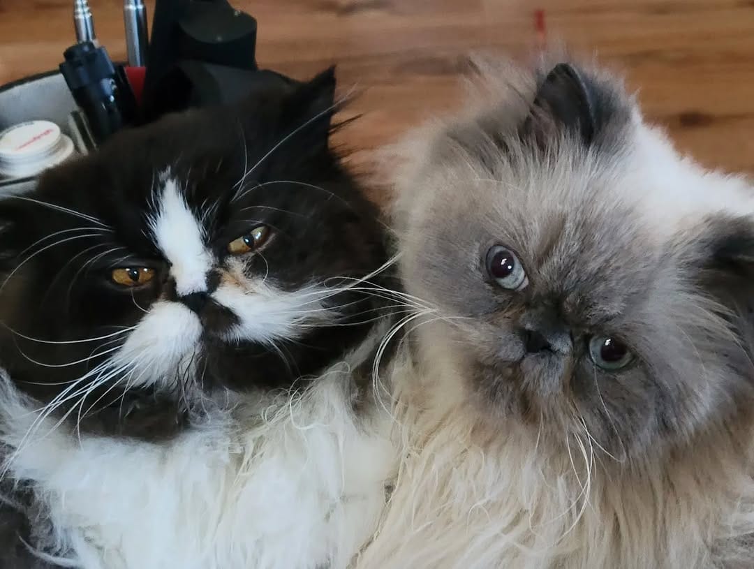 Post 7 by Momo and The Floof Mafia on Instagram (image)