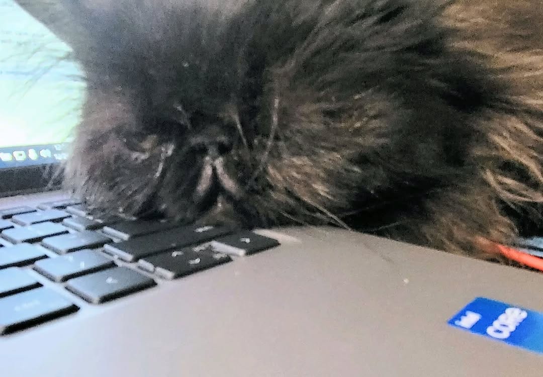 Post 10 by Momo and The Floof Mafia on Instagram (image)