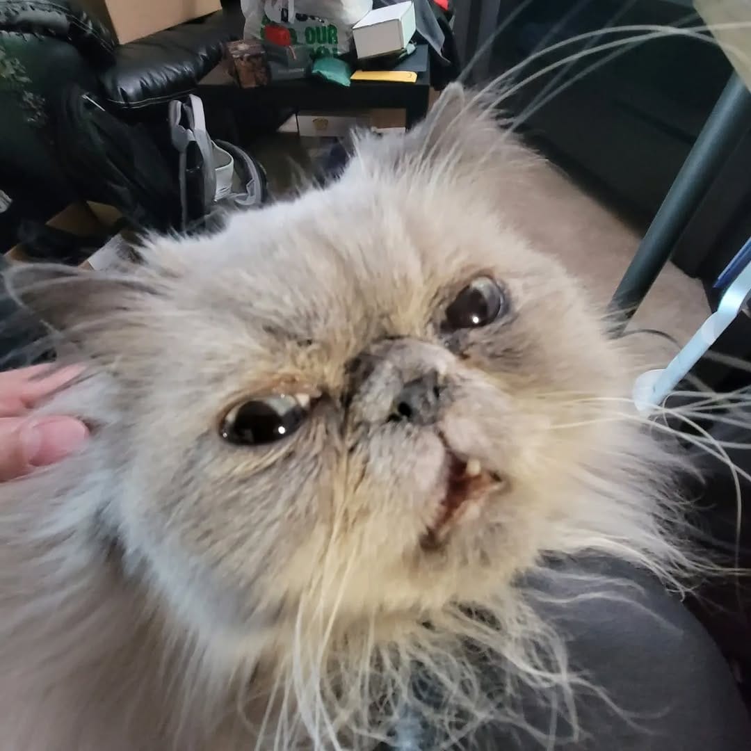 Post 9 by Momo and The Floof Mafia on Instagram (image)