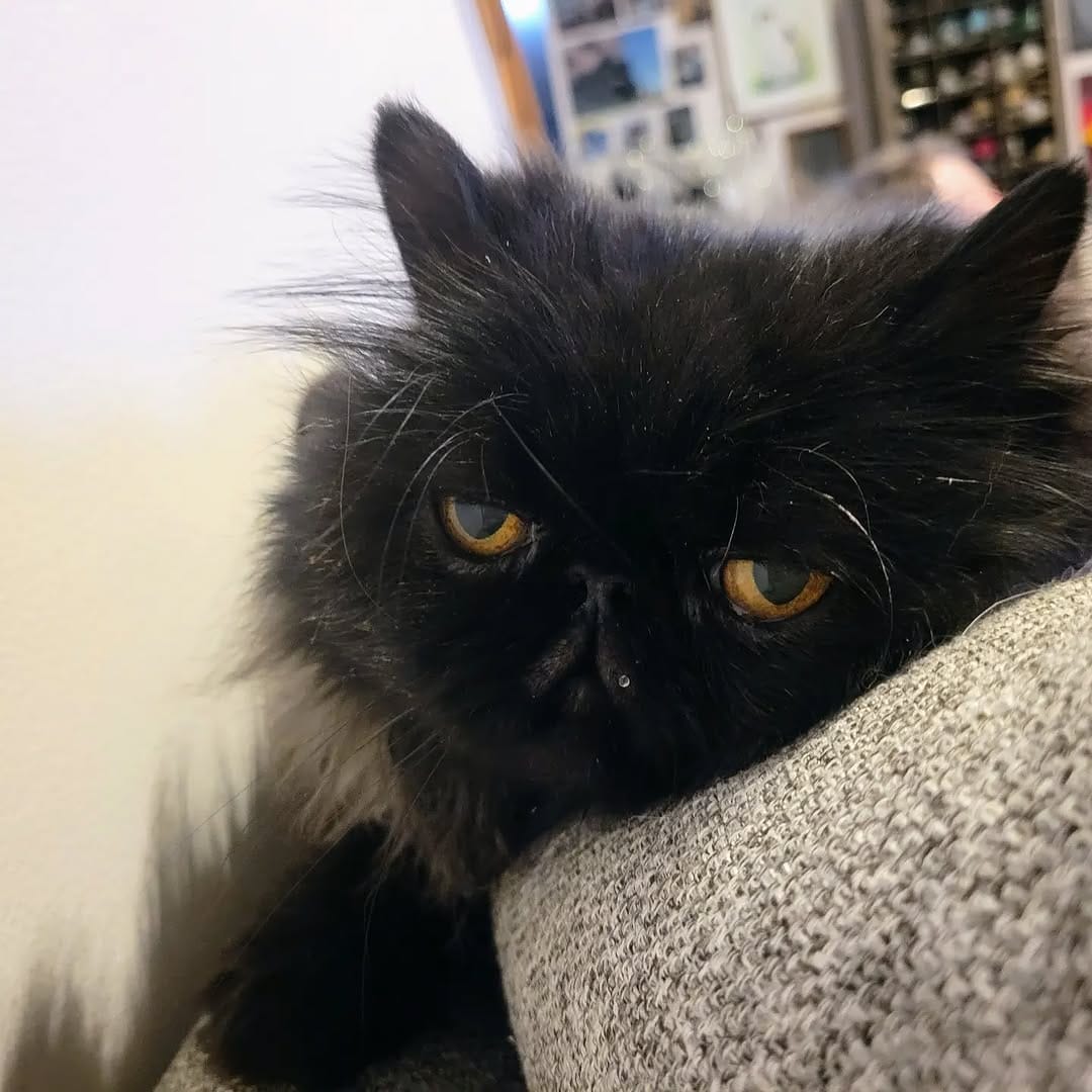Post 4 by Momo and The Floof Mafia on Instagram (image)