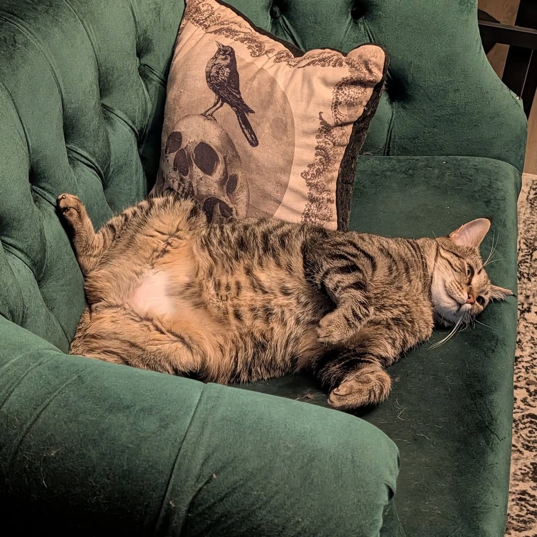 Post 2 by Momo and The Floof Mafia on Instagram (image)