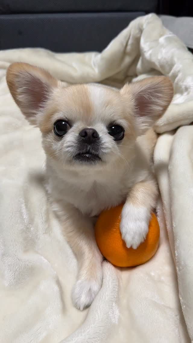 Post 6 by ペキチワのピノ🦁🍎 on Instagram (video)