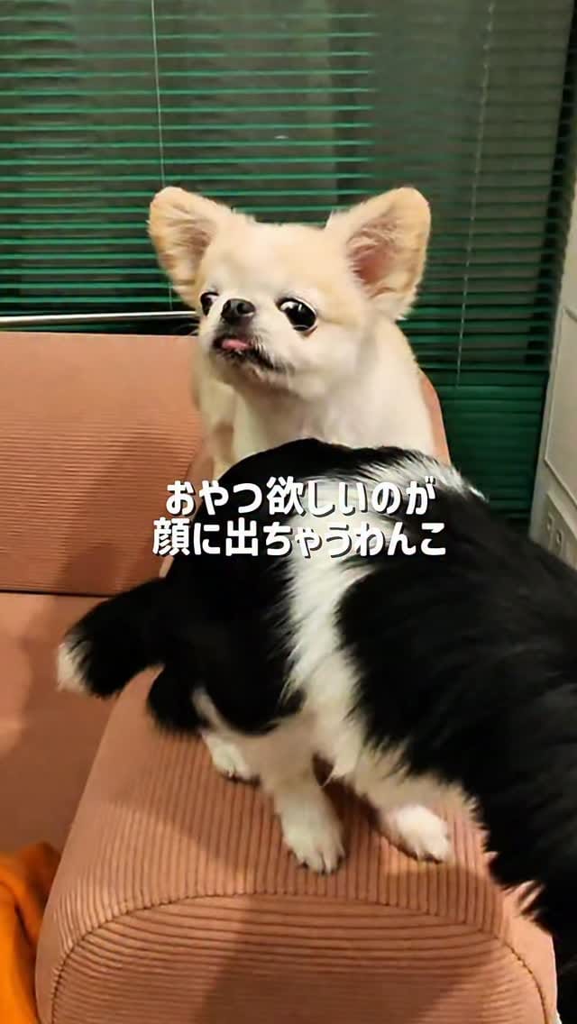 Post 2 by ペキチワのピノ🦁🍎 on Instagram (video)