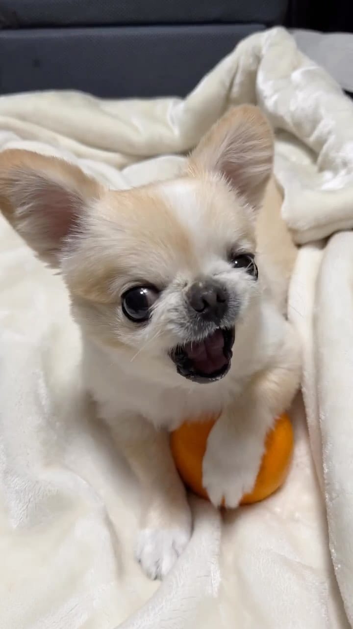 Post 9 by ペキチワのピノ🦁🍎 on Instagram (video)