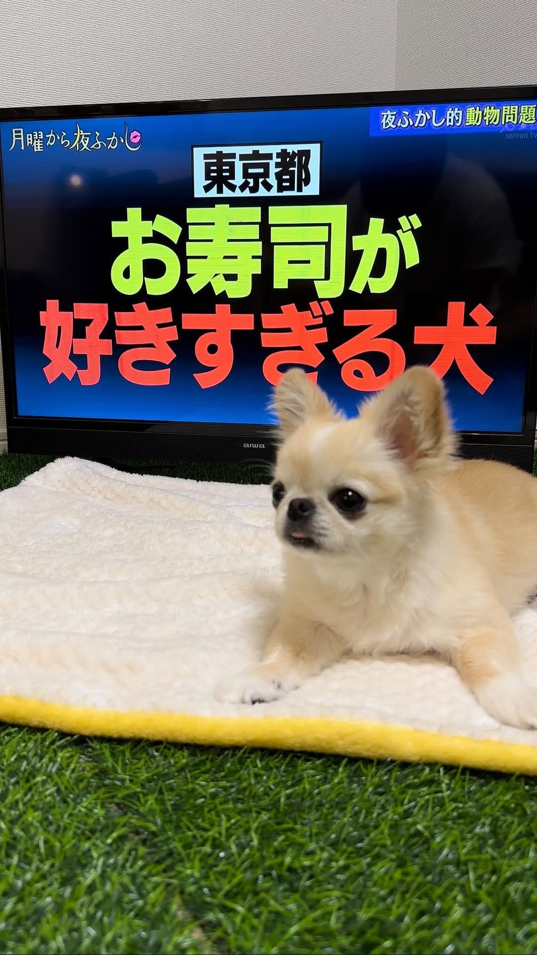 Post 8 by ペキチワのピノ🦁🍎 on Instagram (video)